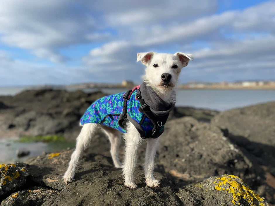 Glenndarcy Thistle McTog - Microfleece Waterproof Dog Coat-Blue Poppers